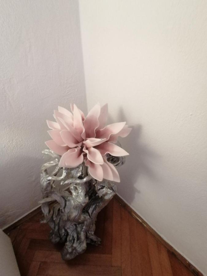 Apartmani Niki Hvar 赫瓦尔 外观 照片